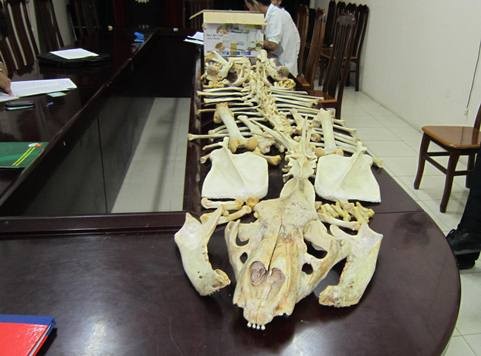 Số xương động vật thu được thuộc họ nhà Mèo, giống Panthera, thuộc nhóm IB nghiêm cấm khai thác sử dụng với mục đích thương mại